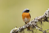 Image. Common Redstart