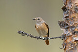 Image. Common Redstart