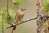 Image. Common Redstart