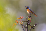 Image. Common Redstart