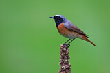 Image. Common Redstart