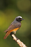 Image. Common Redstart