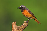 Image. Common Redstart