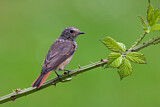 Image. Common Redstart