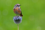 Image. Common Redstart