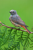 Image. Common Redstart