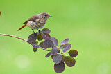 Image. Common Redstart