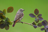 Image. Common Redstart