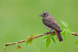Image. Common Redstart