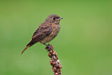 Image. Common Redstart