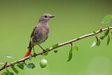 Image. Common Redstart