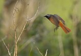 Image. Common Redstart