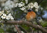 Image. Common Redstart