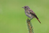 Image. Common Redstart
