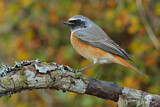 Image. Common Redstart