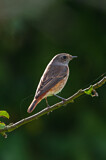Image. Common Redstart