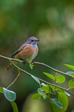 Image. Common Redstart