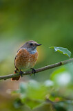 Image. Common Redstart
