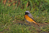 Image. Common Redstart