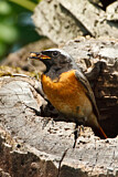 Image. Common Redstart