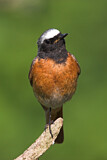 Image. Common Redstart