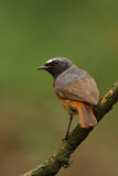 Image. Common Redstart