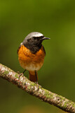 Image. Common Redstart