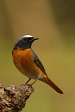Image. Common Redstart