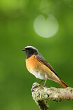 Image. Common Redstart