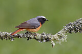 Image. Common Redstart
