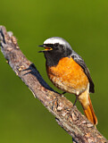 Image. Common Redstart