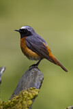 Image. Common Redstart