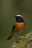 Image. Common Redstart