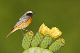 Image. Common Redstart