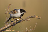 Image. Common Reed Bunting