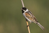 Image. Common Reed Bunting