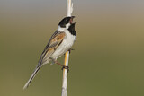 Image. Common Reed Bunting