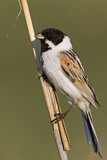 Image. Common Reed Bunting