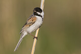 Image. Common Reed Bunting