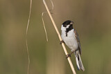 Image. Common Reed Bunting
