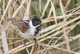 Image. Common Reed Bunting