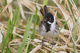 Image. Common Reed Bunting
