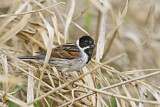 Image. Common Reed Bunting