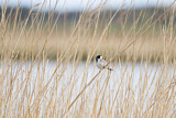 Image. Common Reed Bunting
