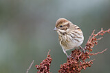 Image. Common Reed Bunting