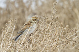 Image. Common Reed Bunting