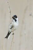 Image. Common Reed Bunting
