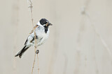 Image. Common Reed Bunting
