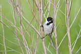 Image. Common Reed Bunting