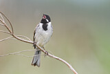 Image. Common Reed Bunting